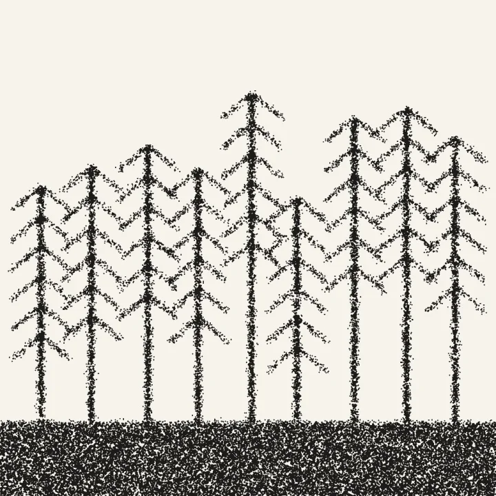 Bosque en proceso