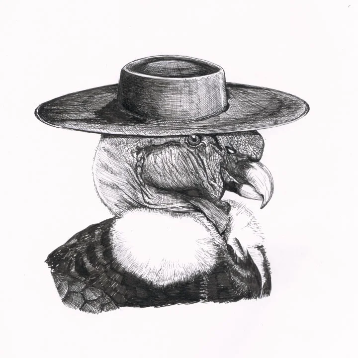 Cóndor huaso