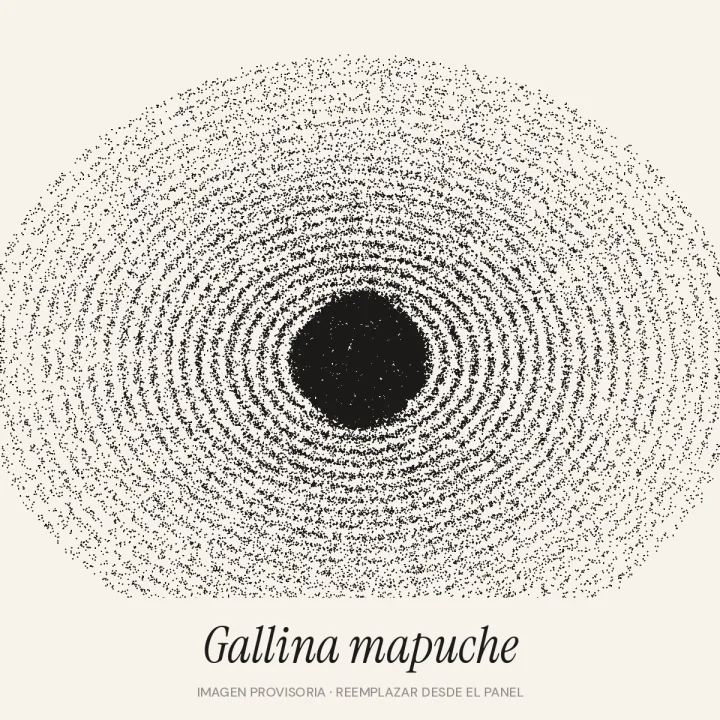 Gallina mapuche